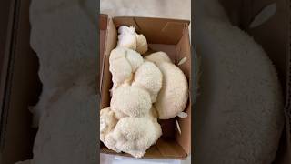 Trying Lions Mane Mushroom… nonstoppg mushroom lionsmanemushroom healthy [upl. by Ecirehc]