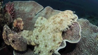 Tasselled Wobbegong  Eucrossorhinus dasypogon [upl. by Skilken]