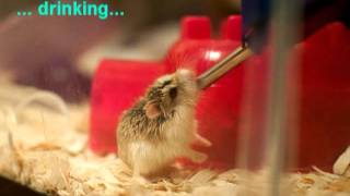 The Story of My Cute Roborovski Dwarf Hamster [upl. by Asilrahc290]