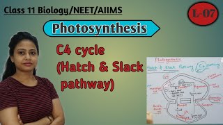 Hatch amp Slack pathway  Kranz anatomy  Photosynthesis  Class 11 Biology NEET AIIMS [upl. by Einaej]