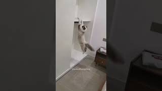 Your silly cats🤣🤣funny funnycats funnypetslife funnypetschannel catvideos [upl. by Anahpets104]