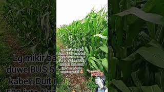 Nandure jagung ben dadi wong agung ytshorts petanijagung petani sawah pejuangrupiah subscribe [upl. by Ethe]