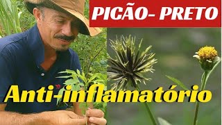 PICÃOPRETO 🌿MATOS QUE CURAM 🌿 DIABETES ANTI ALÉRGICOINFECÇÃO URINÁRIA RELAXANTE MUSCULARETCC [upl. by Squier115]