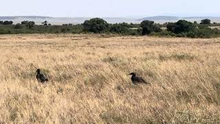 Maasai Safari Tour Spurwinged Gooses [upl. by Ahsiekam]