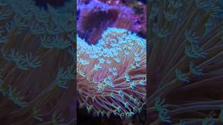 Can You Name This Coral [upl. by Leanora]