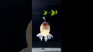 Oranda Goldfish Tank Some Random Clips from Day 1 [upl. by Decato]