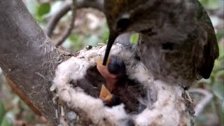 Amazing Hummingbird Feeding Babies CLOSE UP VIDEO [upl. by Bristow49]