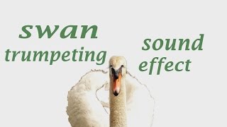 The Animal Sounds Swan Trumpeting  Sound Effect  Animation [upl. by Liagaba323]