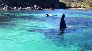 Beautiful Orcas in New Zealand [upl. by Arutnev]