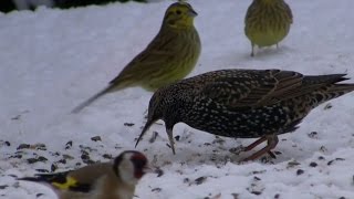 winterfütterungamseldrosselfink und starbird feeding in winter [upl. by Nlocnil]