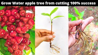 How to Grow waterRose apple from cutting without any rooting hormone with results [upl. by Sida137]