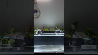 New 3ft Oranda Goldfish Planted Tank Setup [upl. by Brunhilde]