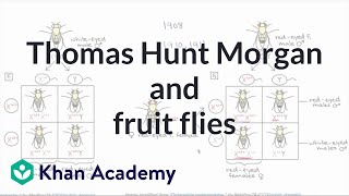 Thomas Hunt Morgan and fruit flies [upl. by Yasmeen393]