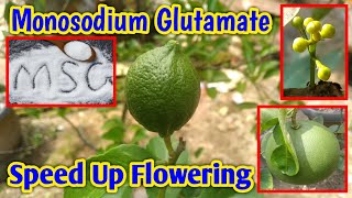 Treating Plants With Monosodium Glutamate Full HD [upl. by Nivaj]