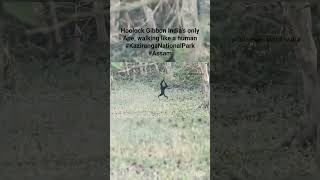 Hoolock Gibbon Indias only Ape walking like a human KazirangaNationalPark Assam [upl. by Arymat]