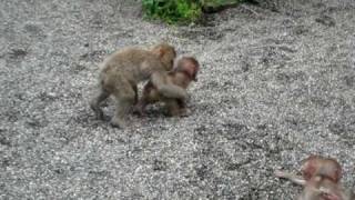 Playing Snow Monkey Babies Jigokudani Japan 地獄谷野猿公苑 夏の子ザル [upl. by Quiteri]