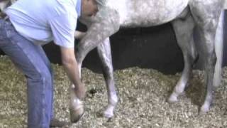 Horse Massage Releasing Tension in the Horses Shoulder using the Masterson Method® [upl. by Keisling]