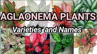 Aglaonema plants chinese evergreen plants varieties and names [upl. by Hazel]