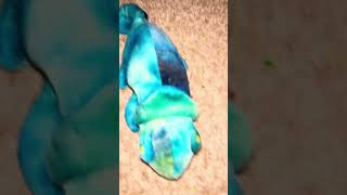 chameleon song shorts animal plushies chameleon colors comedy funny pet trumpet share [upl. by Booma]