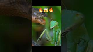 🔥Mantis Vs Lizard🔥 [upl. by Anaujik]