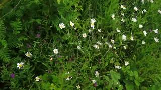 Kings Meadow Conyza bonariensis or Erigeron acer [upl. by Siblee]