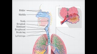 Människans andningsorgan gammal [upl. by Trista]