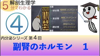 内分泌シリーズ第４回「副腎皮質ホルモン１」おたまじゃくし先生の解剖生理学講座日本一わかりやすい講義を目指して勉強法 [upl. by Annavoig]