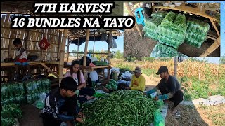 7TH HARVEST SA OKRA 16 BUNDLES NA TAYO ♥️🙏😱 [upl. by Jeritah]