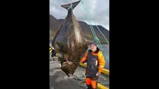 Worlds Biggest Halibut Ever Caught [upl. by Atneciv]