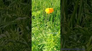 धान और गेंदे का फूल ।। Dhan aur gende ka Phool 2 nature youtubeshorts shorts farming short [upl. by Llehsor]