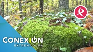 Arranca el Otoño Mágico del Ambroz  Conexión Extremadura [upl. by Aruol]