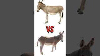 Donkey vs Mule What’s the Difference in 60 Second [upl. by Bell]