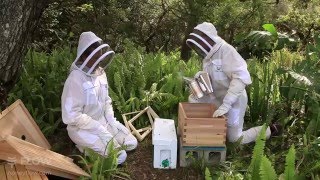 Beginner Beekeeping Ep 6  Installing a Nuc in your hive [upl. by Yerffe169]