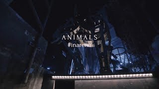 Animals  Aida inarena [upl. by Amal]