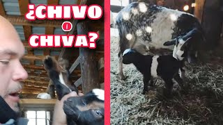 ¿CHIVO o CHIVA criar cabras 🐐 [upl. by Nois]