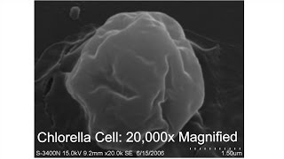 How the Chlorella Cell Wall is Cracked [upl. by Daraj]