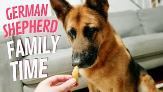 German shepherd and family time eating chips [upl. by Aknayirp]