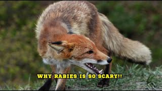 Why Rabies Is So Scary [upl. by Enowtna]