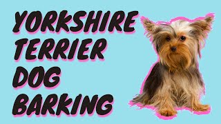 Yorkshire Terrier Dog Barking Sound Effect  Yorkie Barking [upl. by Ahtelahs206]