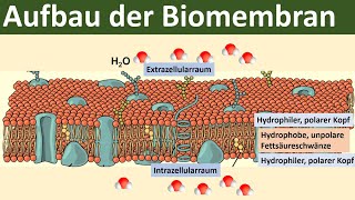 Biomembran  Aufbau und Funktion Biologie Oberstufe [upl. by Chessa]