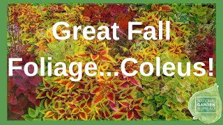 Coleus in Autumn Unexpected Fall Foliage [upl. by Aprile]