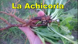 Achicoria común [upl. by Odilo]