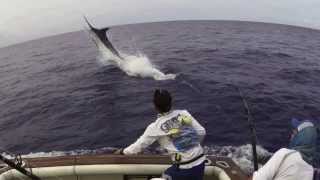 Fighting Blue Marlin 1075 lbs Grander Amazing jumps [upl. by Eceeryt]