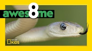 Super Serpents That Slither  Awesome 8 [upl. by Nathanael]