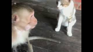 Little monkey and cat quarrel over kitten ❤️❤️❤️ [upl. by Onaireves]