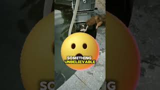 Dramatic Rescue Hero Dog Saves Drowning Cat😯 shorts viral [upl. by Ferdinanda]