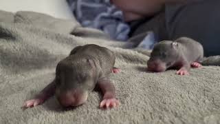 Baby Gambian Pouched Rat Learning to Walk [upl. by Jorry]