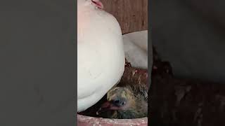 Baby feeding pigeon pets kabutar lovesong birds kabootar [upl. by Limann313]