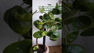 Piles peperomioides 🌿 tips plantstips gardening greenplants [upl. by Nora]