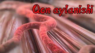 Qon tomir fiziologiyasi  Qon aylanishi  Arteriya vena kapillyarlar [upl. by Quickel669]